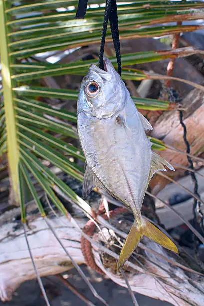 Fresh caught horse-eye jack fish hanging on string in front of palm frond on beach