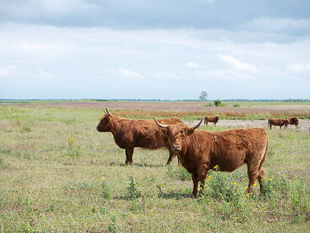 Highland Cattle (Scottish Highlander) (Tiengemeten, the Netherlands) Highland cattle are a Scottish breed of cattle with long horns and long wavy coats which are coloured black, red or yellow (source Wikipedia).  tiengemeten stock pictures, royalty-free photos & images