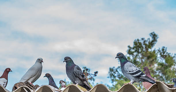 istock Flock of pigeons 500588836