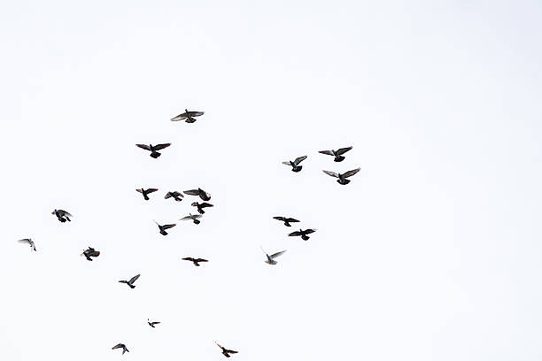 istock Flock of pigeons 500590250