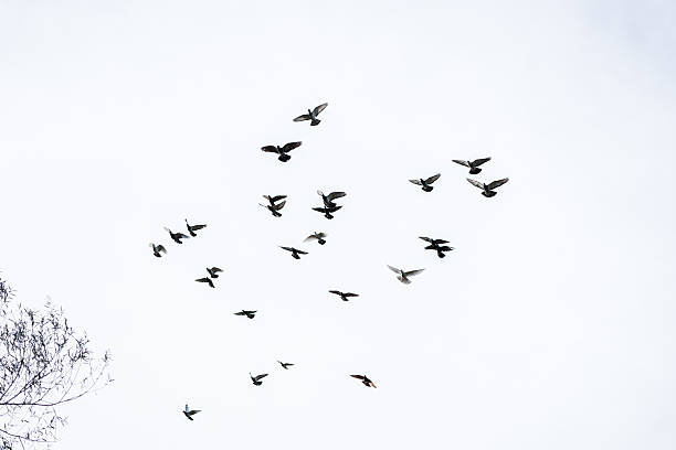 istock Flock of pigeons 500590392