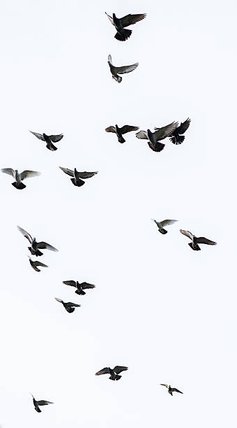 istock Flock of pigeons 500590544