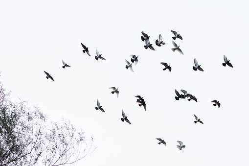 Flock of pigeons flying in the blue sky