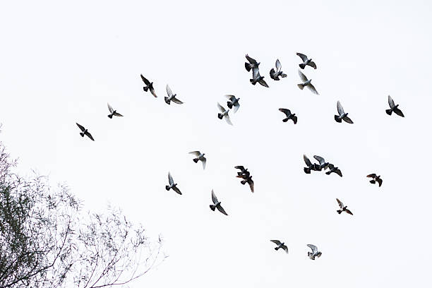 Flock of pigeons Flock of pigeons flying in the blue sky pigeon photos stock pictures, royalty-free photos & images