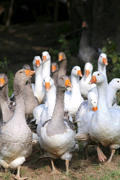 istock Flock of goose looking around on poultry farm 500590948