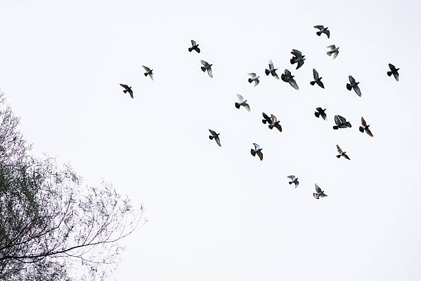 istock Flock of pigeons 500591060