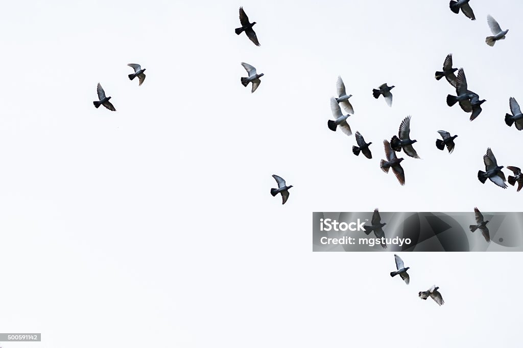 Flock of pigeons Flock of pigeons flying in the blue sky Bird Stock Photo