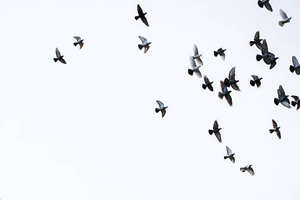 Flock of pigeons Flock of pigeons flying in the blue sky mid air photos stock pictures, royalty-free photos & images