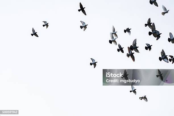 Flock Of Pigeons Stock Photo - Download Image Now - Bird, Black And White, Flying