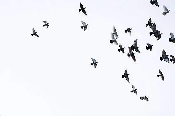 Photo of Flock of pigeons