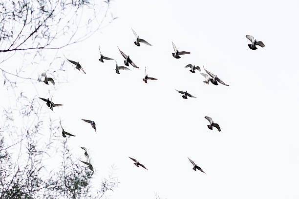 istock Flock of pigeons 500591198