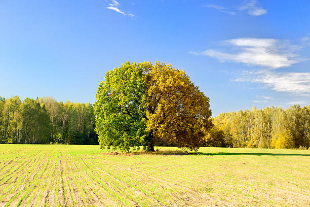 istock Tree captured at different times of the year 500591766