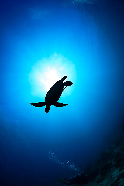 istock Silhouette of a Green Turtle with sunburst 500591841