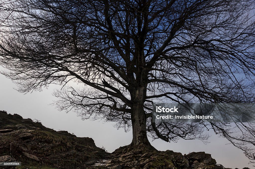 Dark Tree Color Dark Tree Stock Photo - Download Image Now - 2015, Black Color, Dark ...
