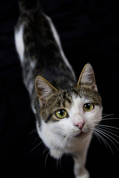istock Gray and white cat looks at the camera 500592252