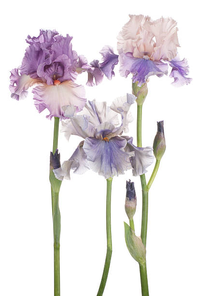iris Studio Shot of Multicolored Iris Flowers Isolated on White Background. Large Depth of Field (DOF). Macro. Symbol of Trust and Wisdom. Emblem of France. deep focus stock pictures, royalty-free photos & images