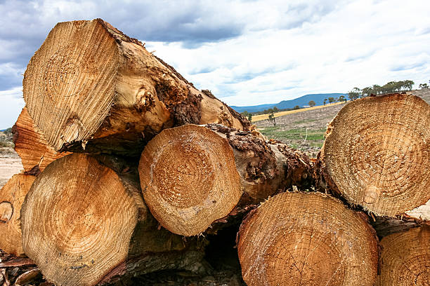 Stack of cut logs in forestry stock photo