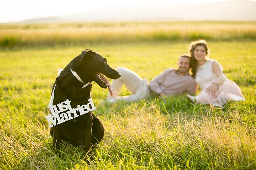 Dog with a board Just Married in front of a happy young couple in nature