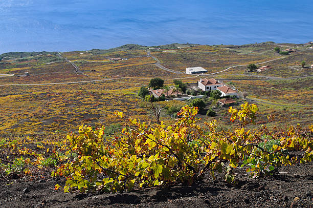 grapevines com turva fundo, fuencaliente paisagem de la palma, ilhas canárias - la fuencaliente imagens e fotografias de stock