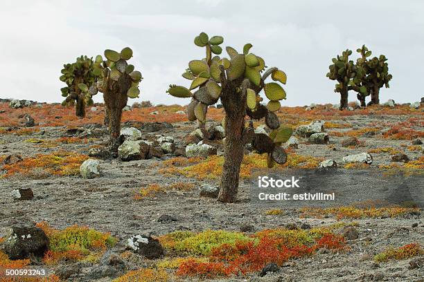 Bellissimo Paesaggio Delle Galapagos Isola South Plaza - Fotografie stock e altre immagini di Albero