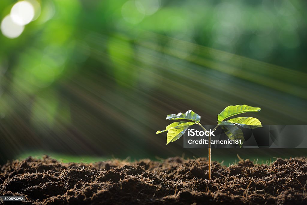 Young plant Young plant in the morning light on nature background Tree Stock Photo
