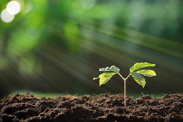 Young plant Young plant in the morning light on nature background sapling stock pictures, royalty-free photos & images