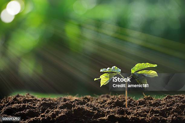 Young Plant Stock Photo - Download Image Now - Growth, Tree, Plant