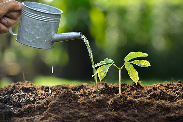 jeune plant - pouring growth can water photos et images de collection