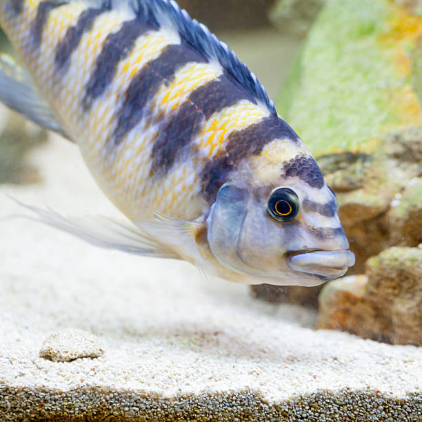 istock Bumblebee Cichlid Looking in the Sand for Food 500593787