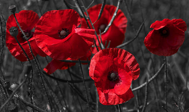 istock Colour popped red poppies 500593875