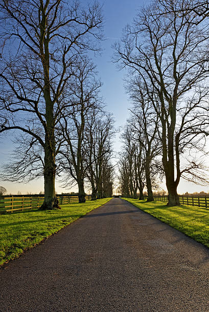 istock Oaks Lining a Country Lane in Winter 500593926