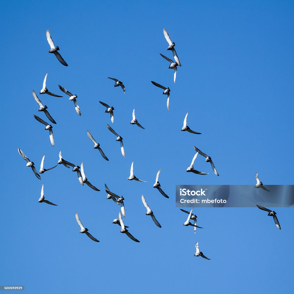 Les pigeons Nuée - Photo de Aile d'animal libre de droits