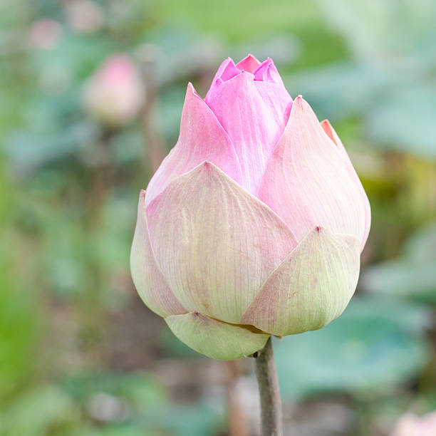 istock lotus flower in pond 500593933