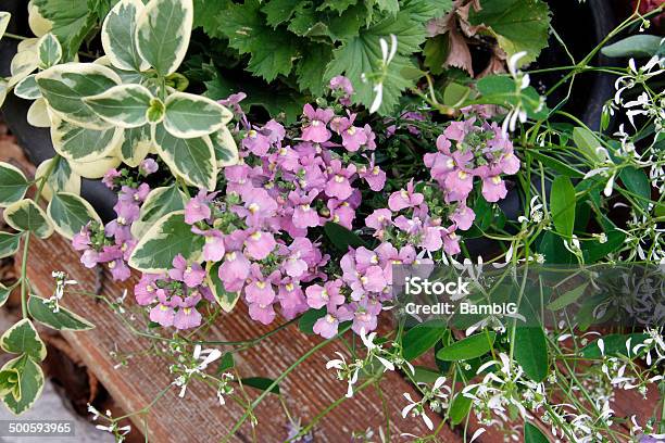 Flowers Stock Photo - Download Image Now - Angelonia, Beauty In Nature, Color Image