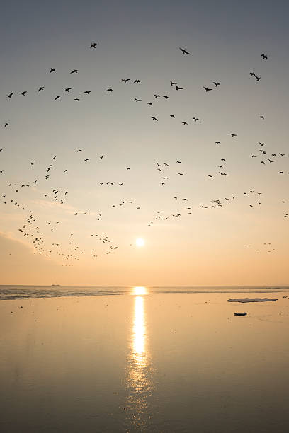 istock Geese flying in a sunset over tidal sandflats 500594038