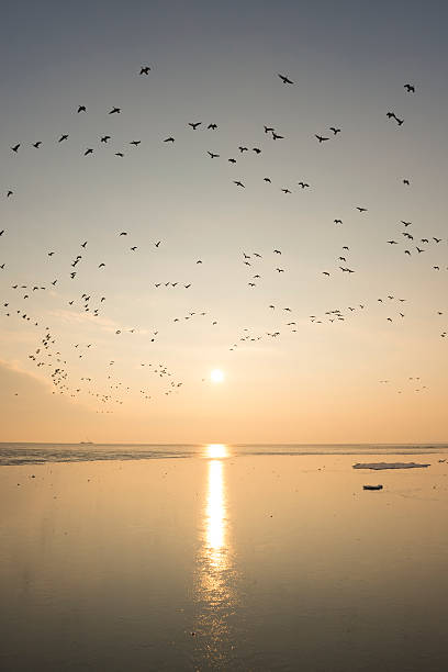 gansos voando em um pôr do sol sobre a maré sandflats - wadden wadden sea unesco world heritage site sea - fotografias e filmes do acervo