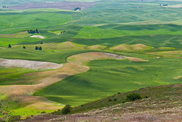 Wheatfield Pattern The Palouse is a rich agricultural area encompassing much of southeastern Washington State and parts of Idaho. It is characterized by low rolling hills mostly devoid of trees. Photographers are drawn to the Palouse for its wide open landscapes and ever changing colors. In the spring it is a visual mosaic of green. This picture was taken at Steptoe Butte State Park near Colfax, Washington State, USA. jeff goulden inspiration stock pictures, royalty-free photos & images