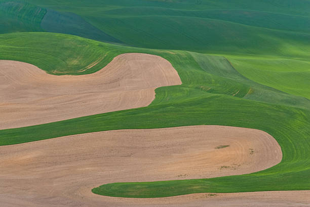 Wheatfield Pattern The Palouse is a rich agricultural area encompassing much of southeastern Washington State and parts of Idaho. It is characterized by low rolling hills mostly devoid of trees. Photographers are drawn to the Palouse for its wide open landscapes and ever changing colors. In the spring it is a visual mosaic of green. This picture was taken at Steptoe Butte State Park near Colfax, Washington State, USA. jeff goulden palouse stock pictures, royalty-free photos & images