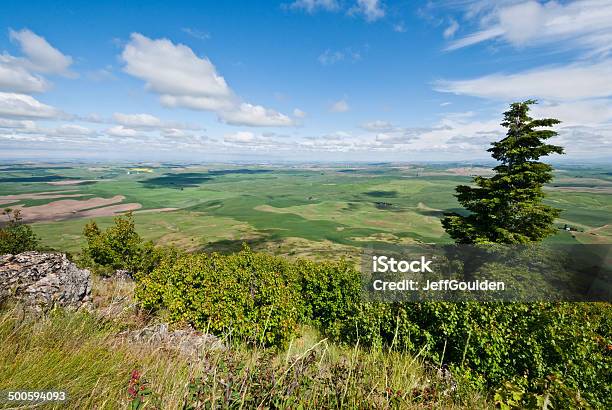 Палаус Обзор — стоковые фотографии и другие картинки Palouse Hills - Palouse Hills, Steptoe Butte State Park, Winter Wheat