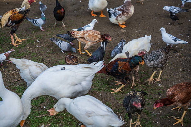 Free Range Foraging Chickens ,dove, goose, duck in hen coop. Horizontal composition. No People.