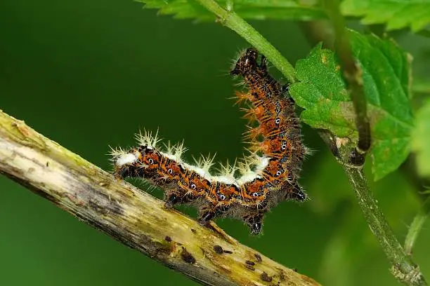 caterpillar on its nurse plant