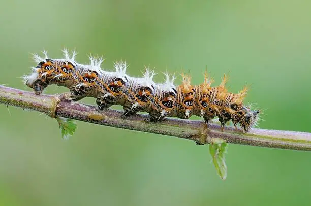 caterpillar on its nurse plant