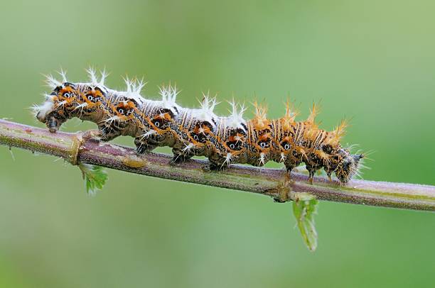 caterpillar of polygonia c-album - comma bildbanksfoton och bilder