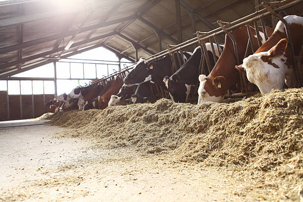 les vaches farm - cattle shed cow animal photos et images de collection