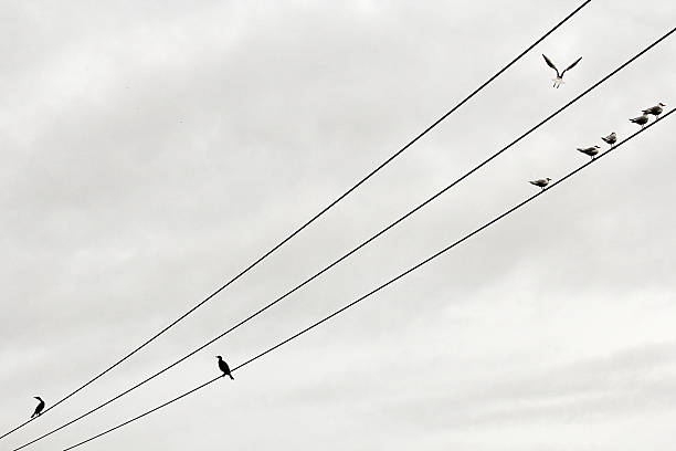 istock Cormorant and seagulls on wires 500595680