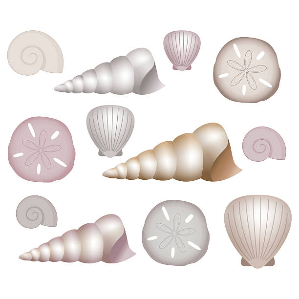 Sea Shells Illustrations. A set of sea shells clip art illustrations in vector format. EPS, AI, PDF and JPEG. sand dollar stock illustrations