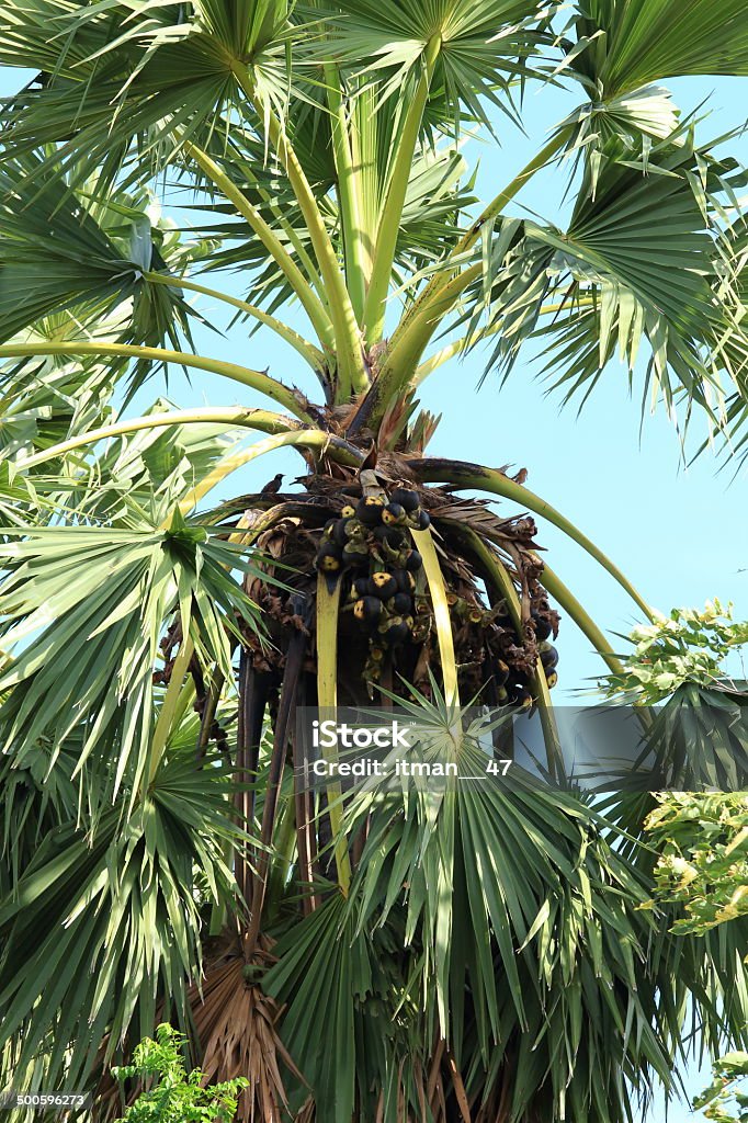 Asian Palmyra Palm, Lac Toddy Palm, sucre de palmier, le Cambodge Palm. - Photo de Arbre libre de droits