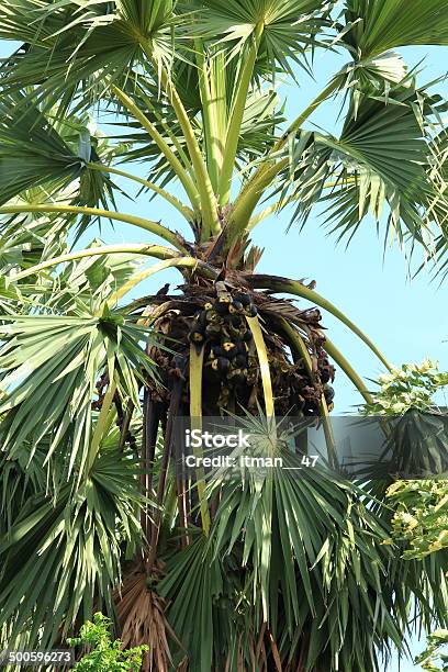 Photo libre de droit de Asian Palmyra Palm Lac Toddy Palm Sucre De Palmier Le Cambodge Palm banque d'images et plus d'images libres de droit de Arbre