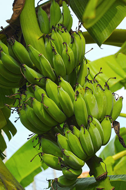 istock Banana tree with a bunch of bananas 500596489