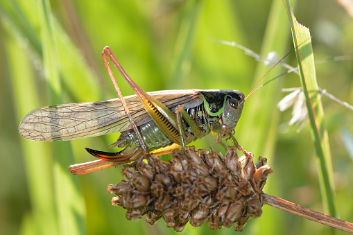 A macropterous (winged) female Roesel's bush-cricket.  This winged form is associated with hot summers